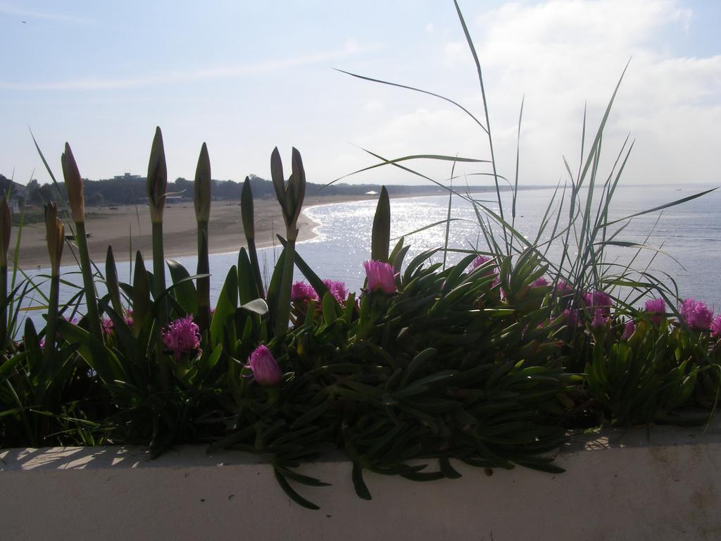 Palastura Apartments Ulcinj Esterno foto